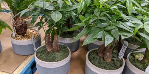 Large Potted Palms Only $16.98 at Sam’s Club
