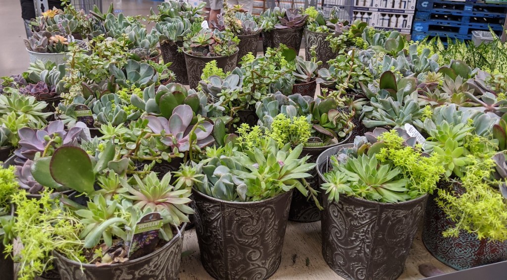 succulents at Sam's Club