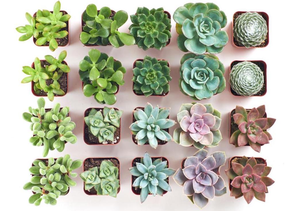 overhead view of multiple succulents in pots