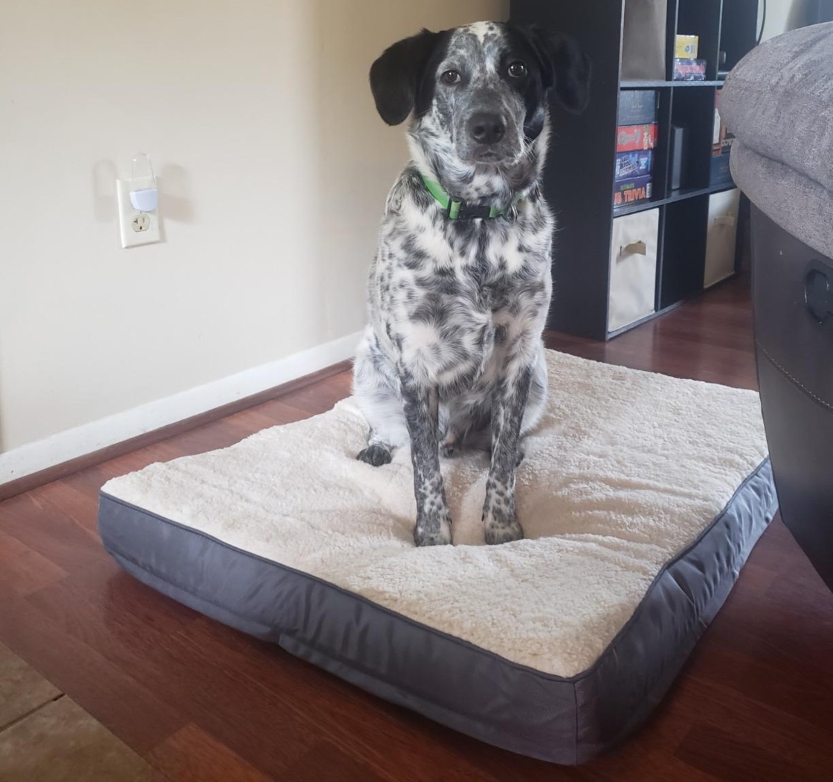 dog sitting on sherpa dog bed