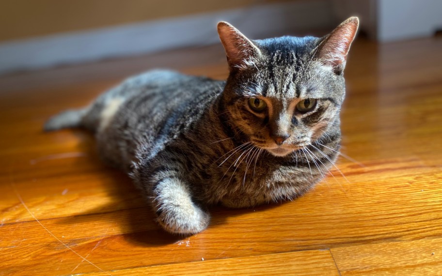 cat laying down how much is pet insurance