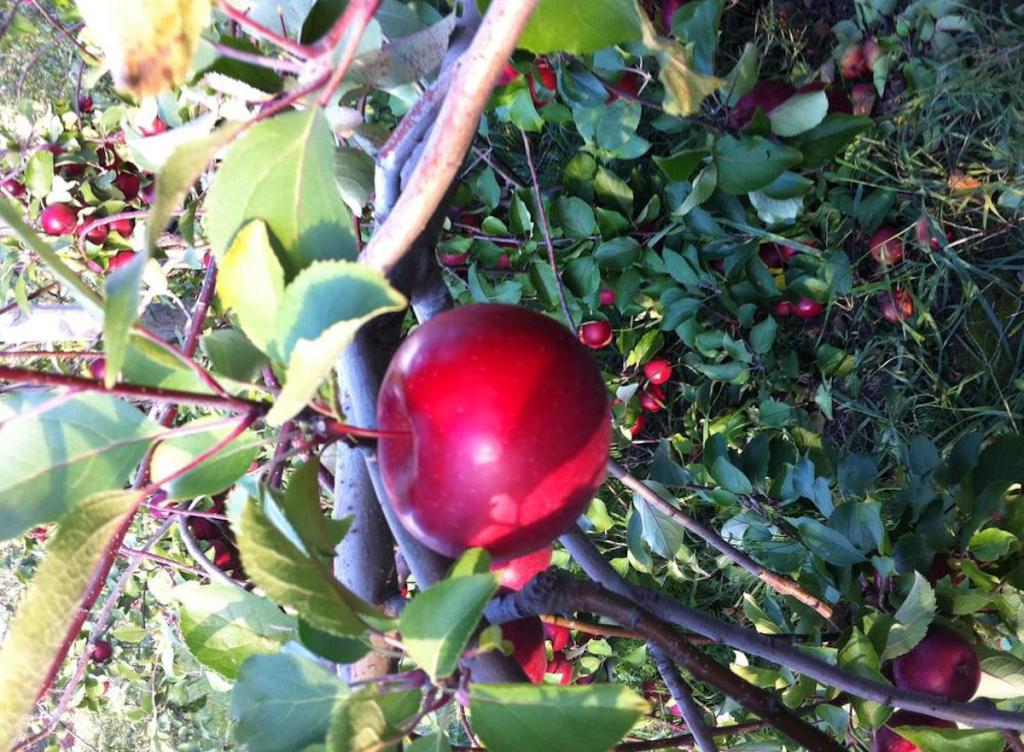 one red mcintosh apple on tree with berries behind it