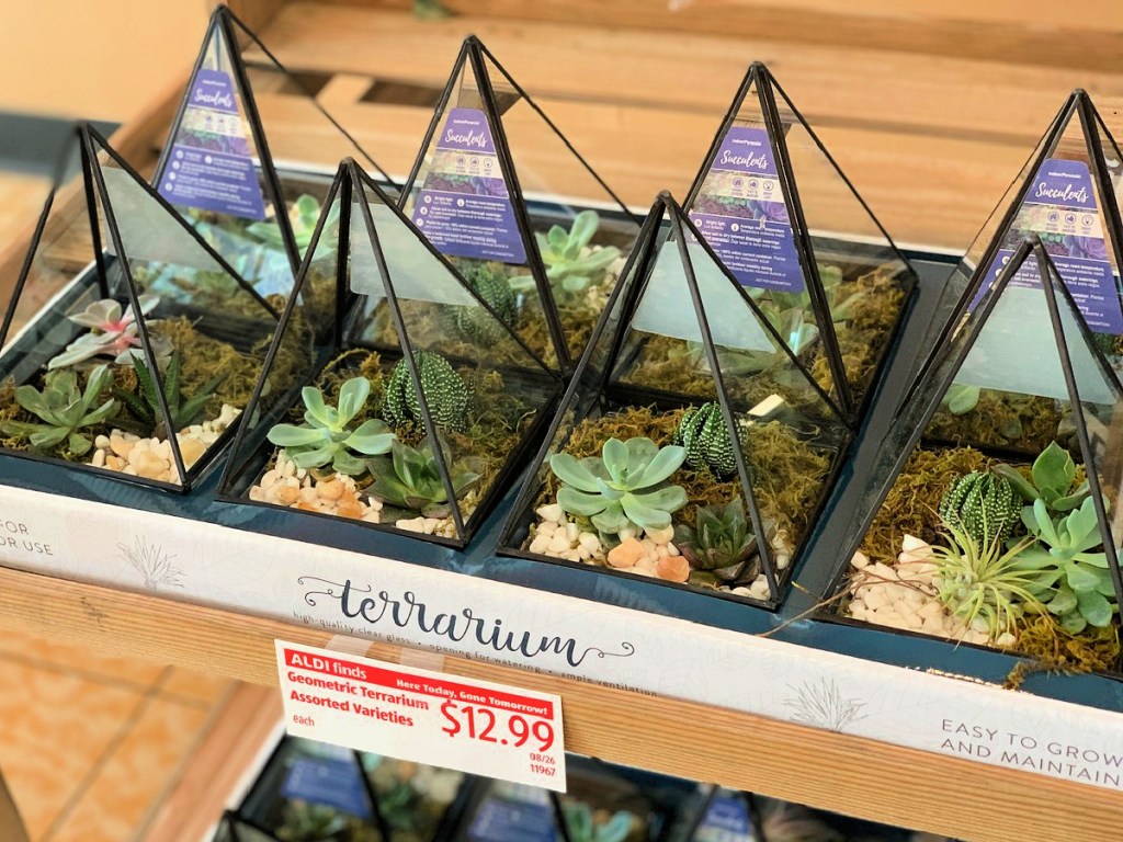 Geometric Terrariums on shelf at ALDI