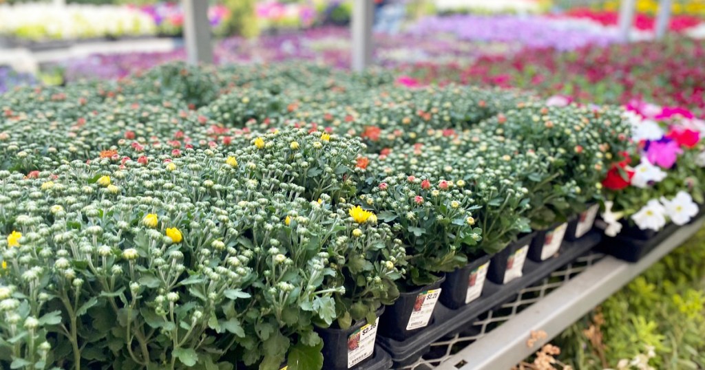 individual containers of mums flowers in garden department at Home Depot