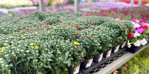 Home Depot Labor Day Sale | $1.25 Annuals, $2.50 Mulch Bags & More