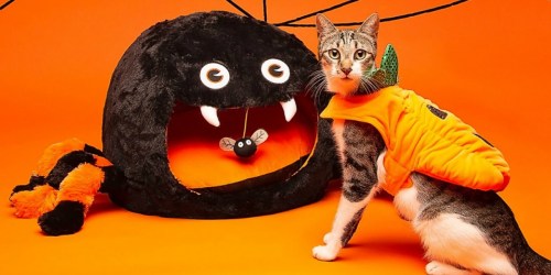 Get up to 75% Off PetSmart Pet Beds & Cat Scratchers w/ Free Store Pickup (Halloween Bed Only $15!)
