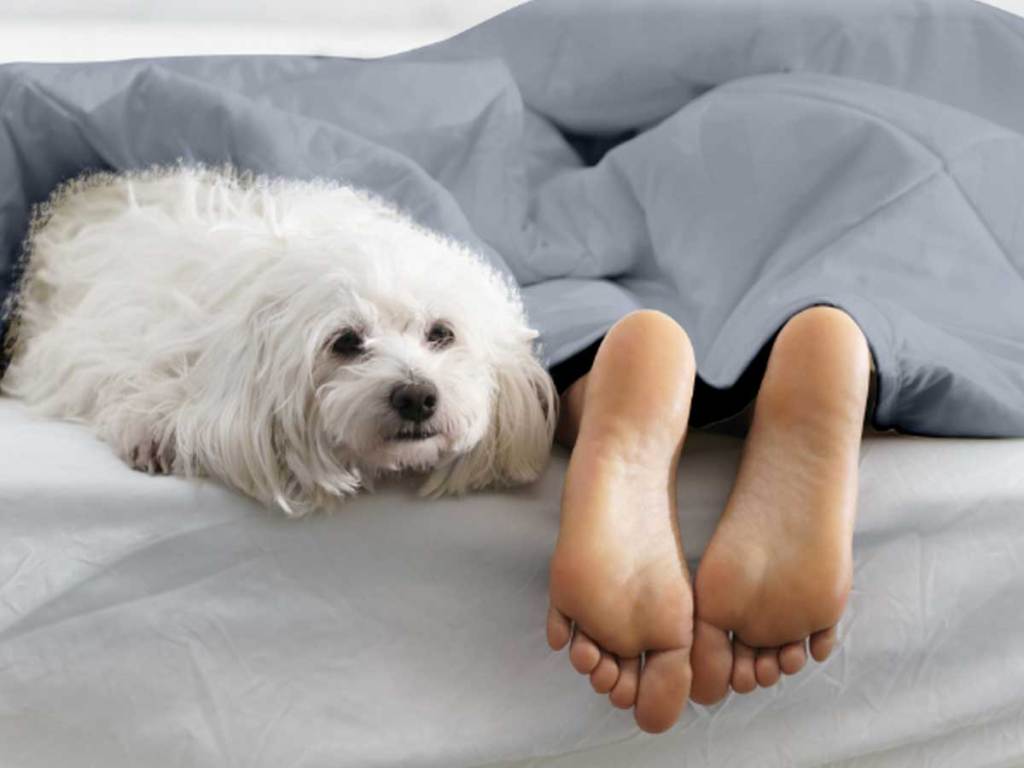 dog under blanket watching TV next to human feet