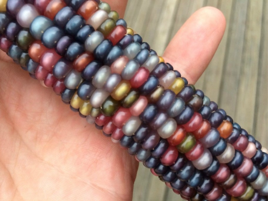 Hand holding a colorful ear of corn