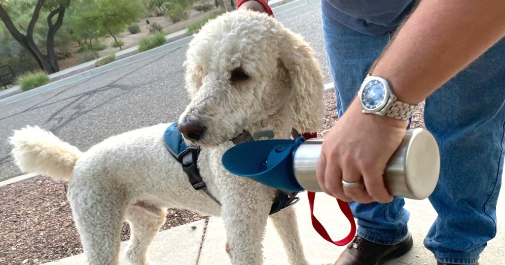 dog with arcadia trails accessories from petsmart 