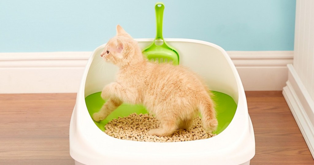 orange kitten inside Purina Tidy Cats Breeze litter box