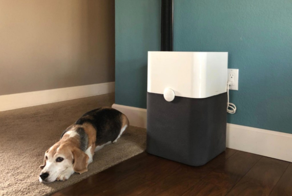 dog laying next to blueair air purifier