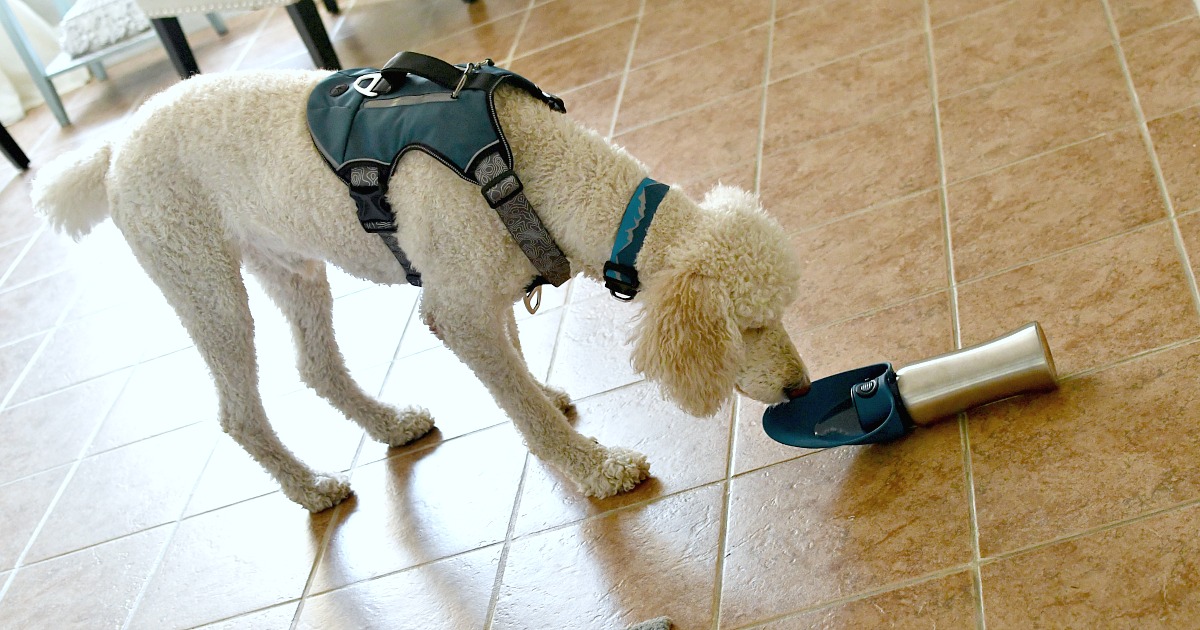 dog drinking from arcadia trails water bottle from Petsmart