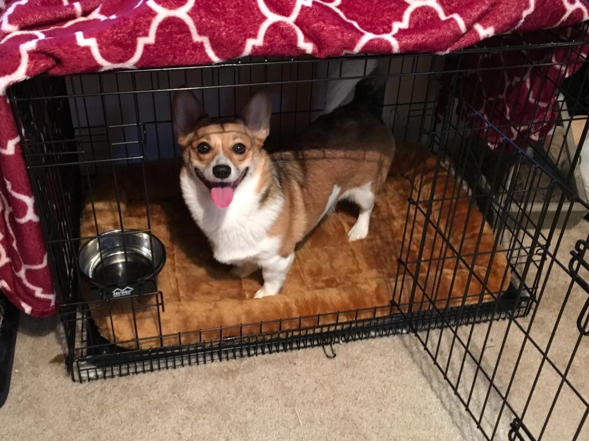 dog in crate