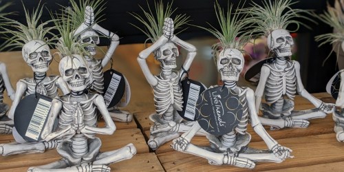 Yoga Skeleton Namaste Air Plants are Back at Trader Joe’s & They’re Only $5.99