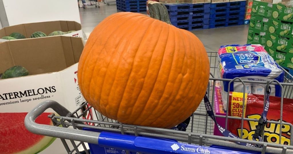 Jumbo Pumpkin Sam's Club
