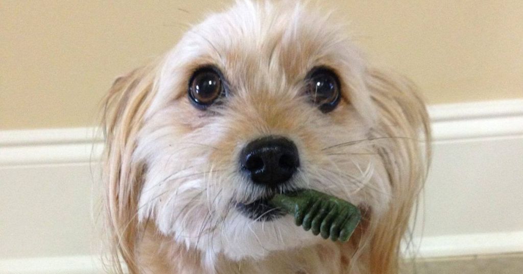 Dog eating Greenies