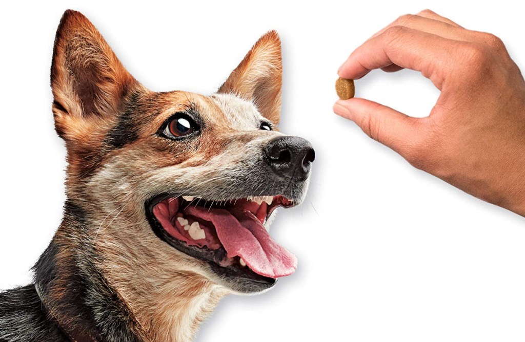 dog facing a treat in a person hand