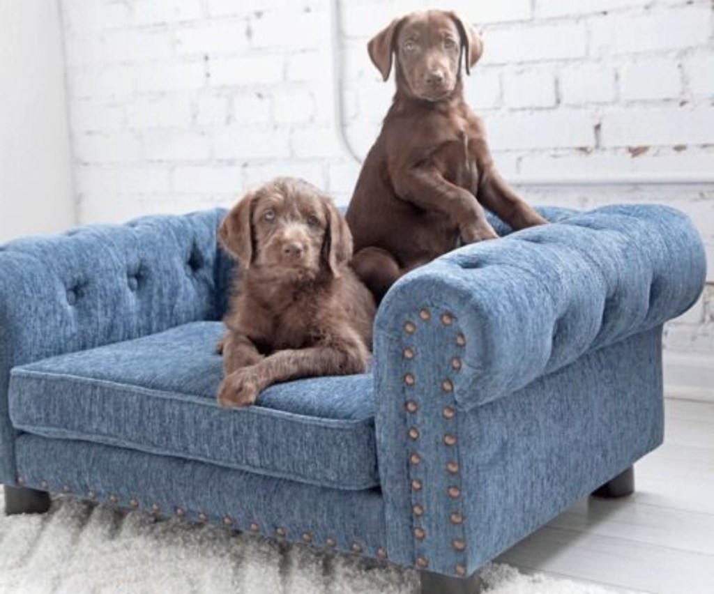 two dogs sitting on blue chaise lounge