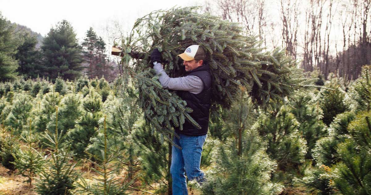 man delivering a christmas tree