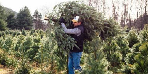 Lowe’s Offering FREE Christmas Tree Delivery Again This Holiday Season!