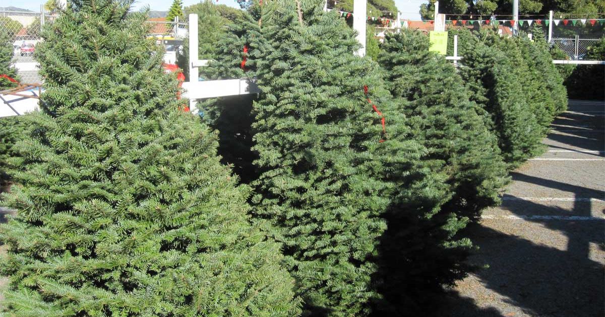 outdoor christmas trees