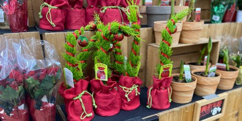 Grinch-Inspired Grump Christmas Trees Are Back & Under $8 at Trader Joe’s