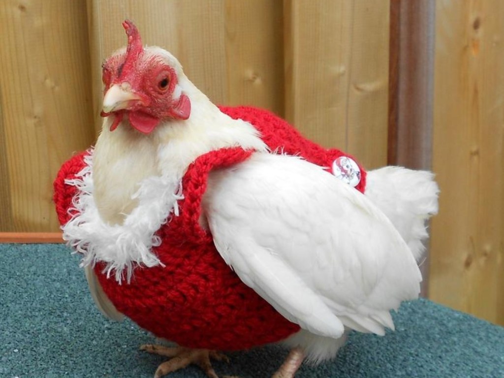 chicken wearing a red sweater