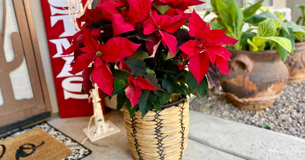 poinsettia plant on porch