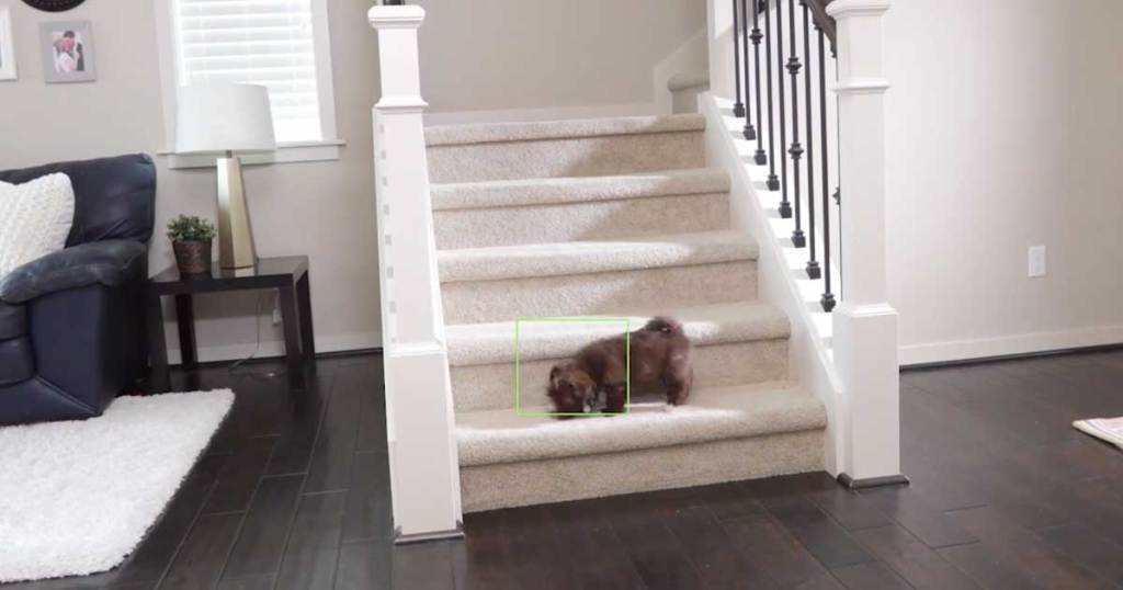 dog on stairs in house being watched on camera