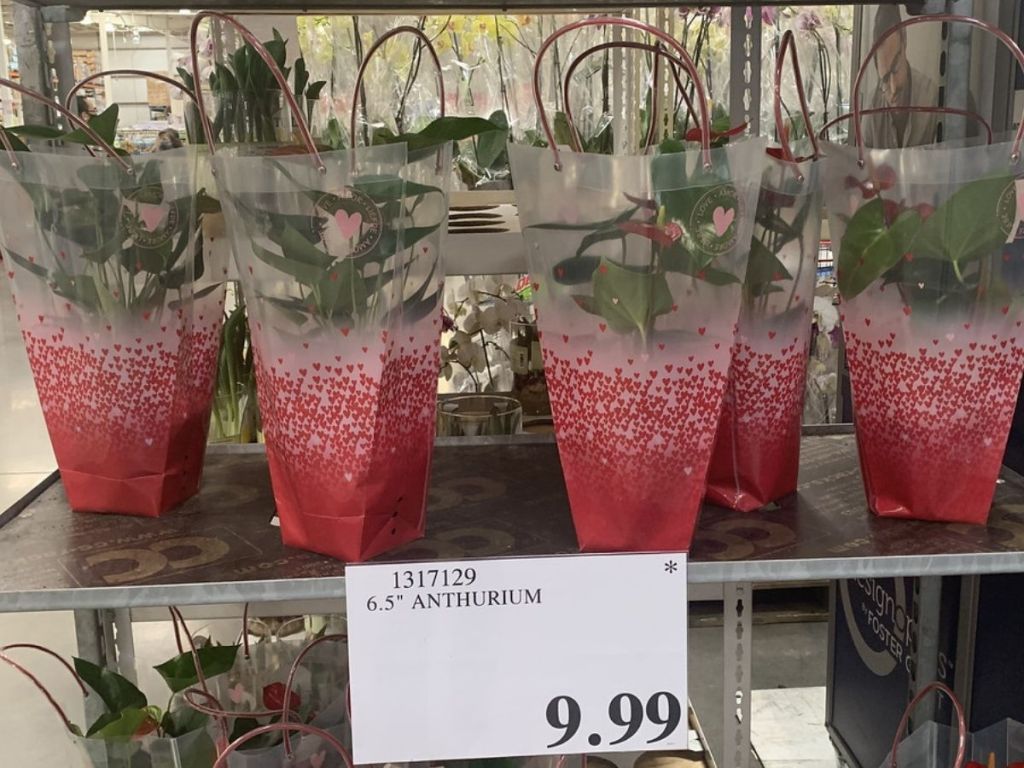 Costco Anthurium in Panters