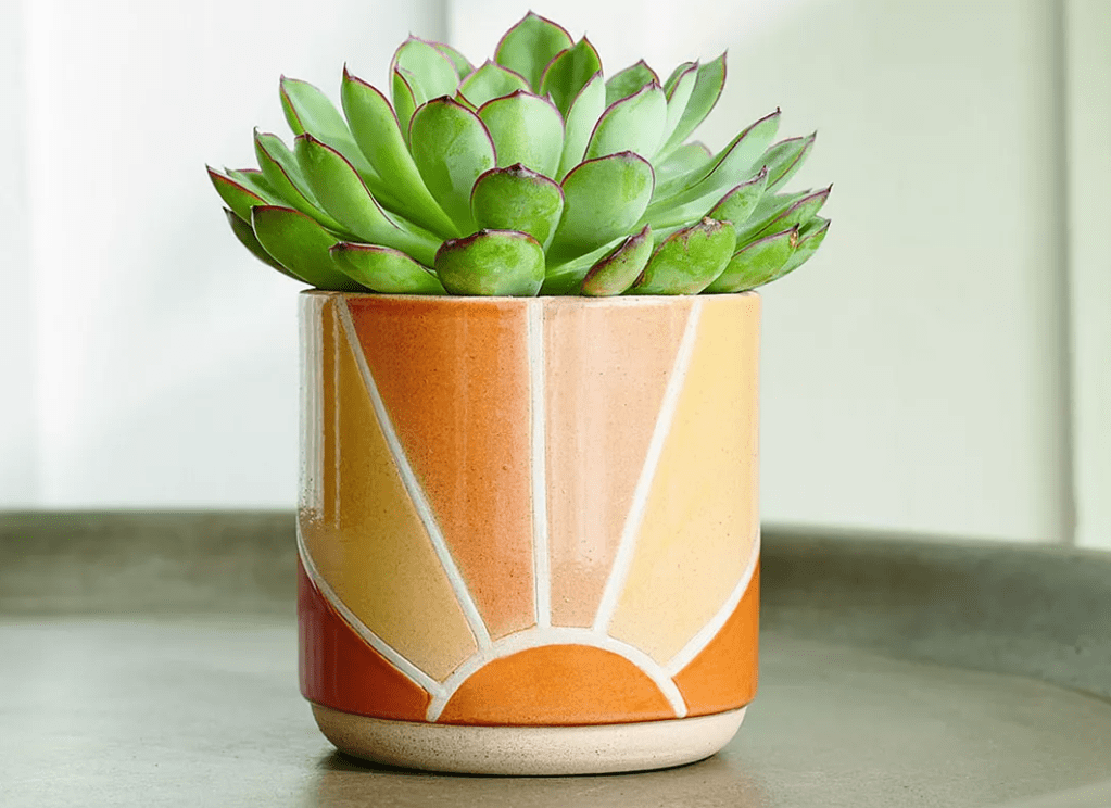 sunrise planter with succulent