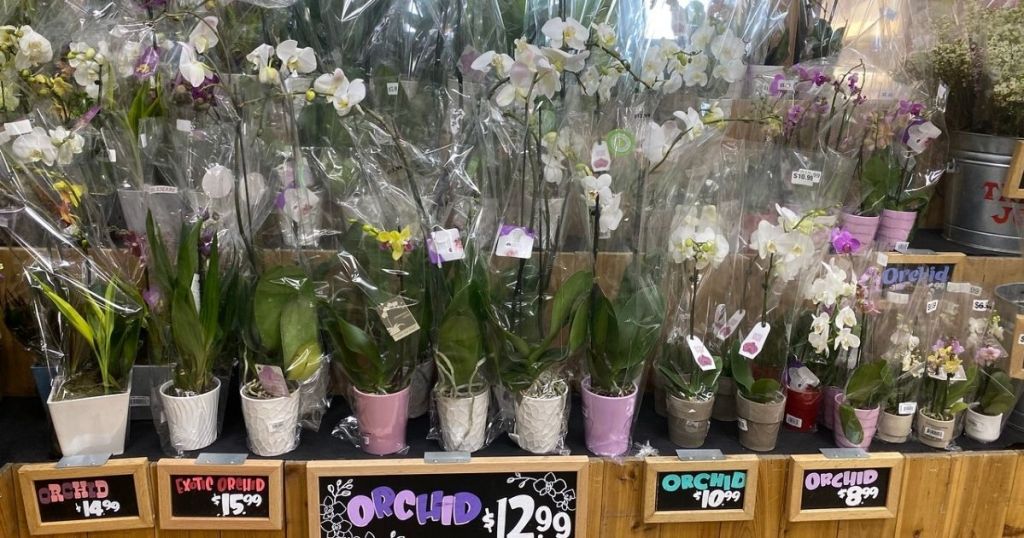 Trader Joe's Orchids on display w signs