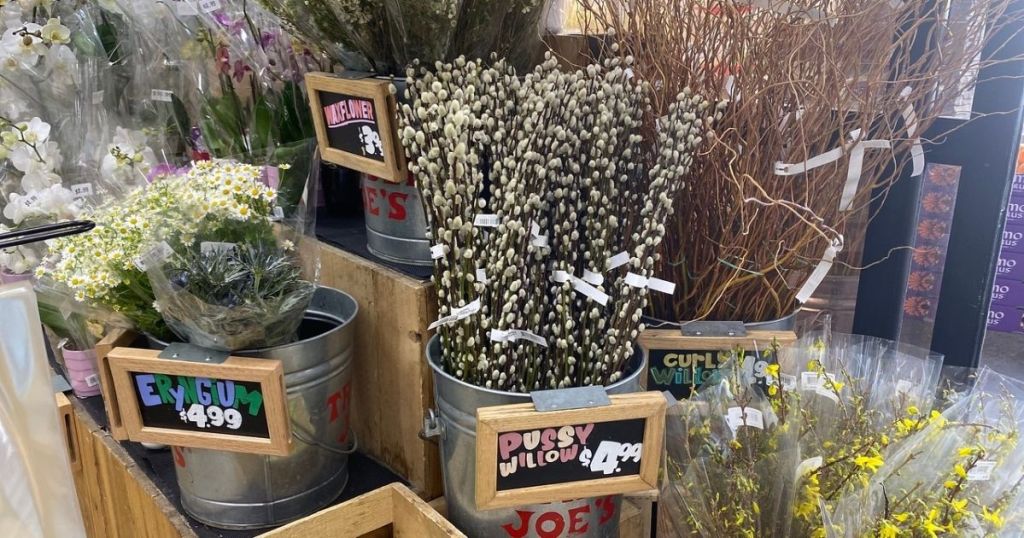 Trader Joe's Pussy Willow on display