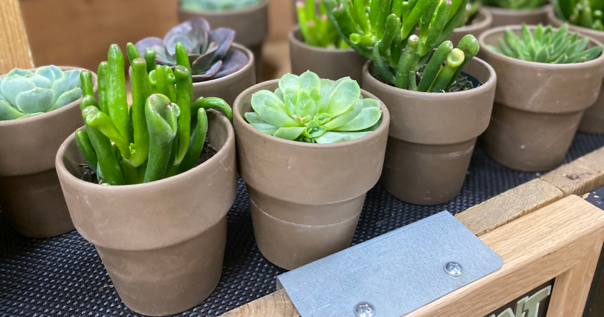 Potted succulents on display in-store