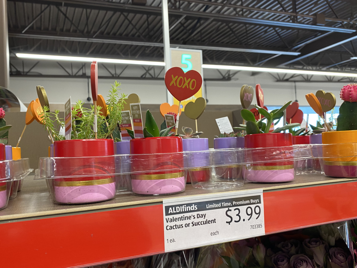 Valentine's Day Cactus & Succulent Assorted Varieties at ALDI