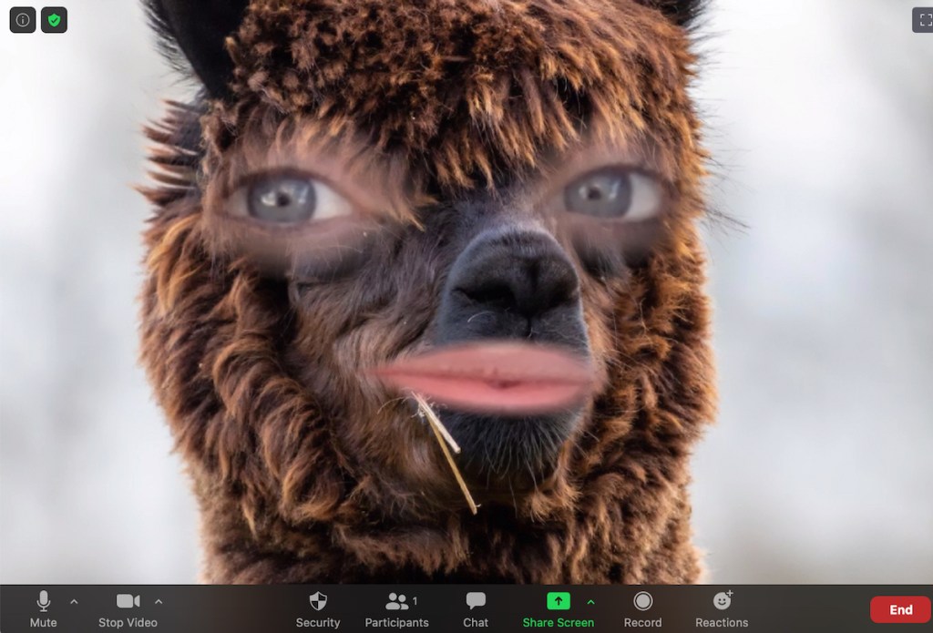 close up of alpaca face on zoom call background