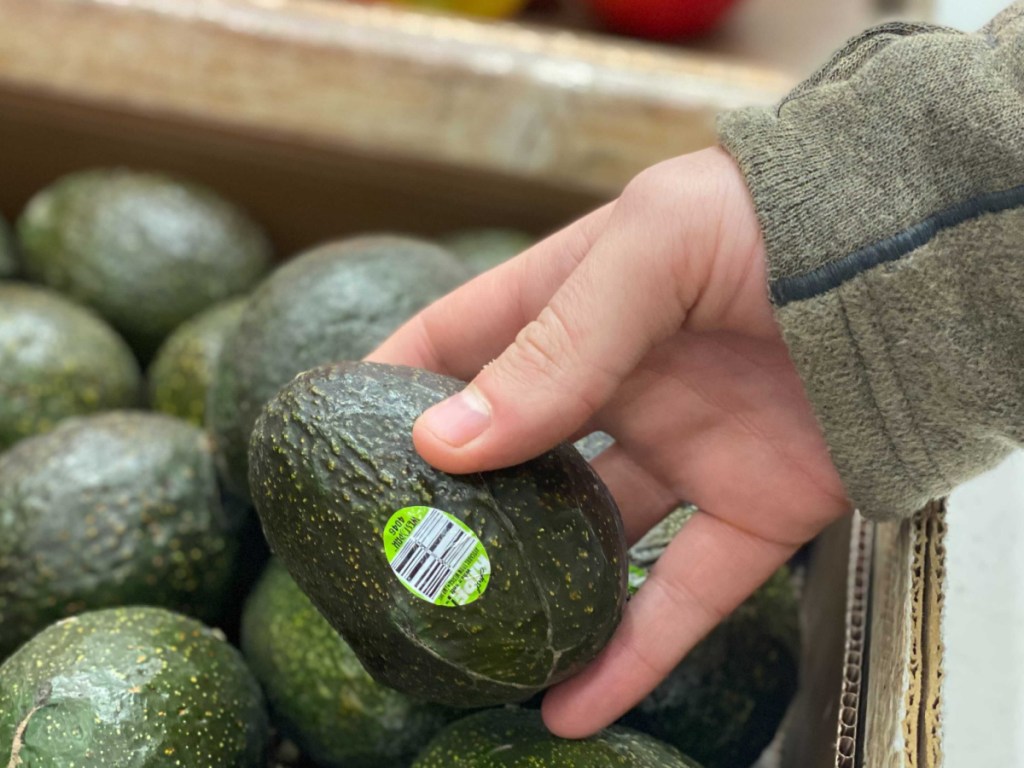 hand holding an avocado