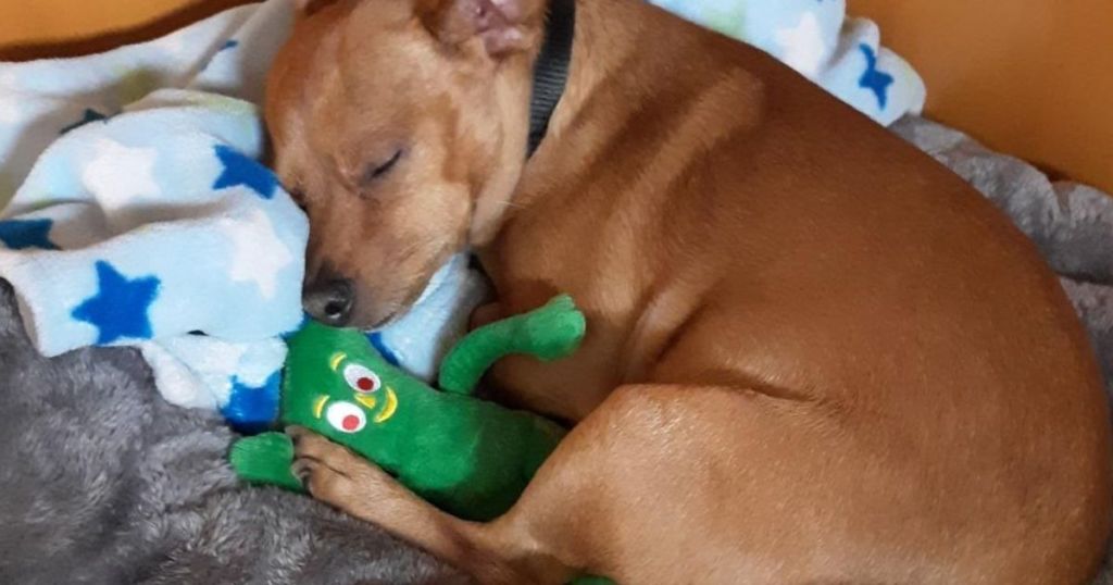 brown dog sleeping with a Gumby Dog Toy