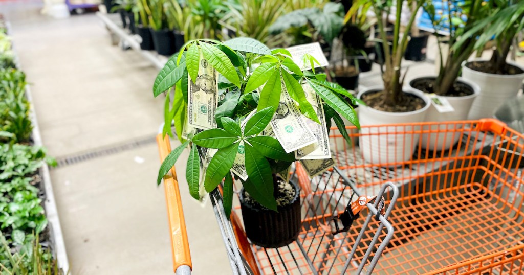 money tree plant with cash on it sitting in top of orange shopping cart