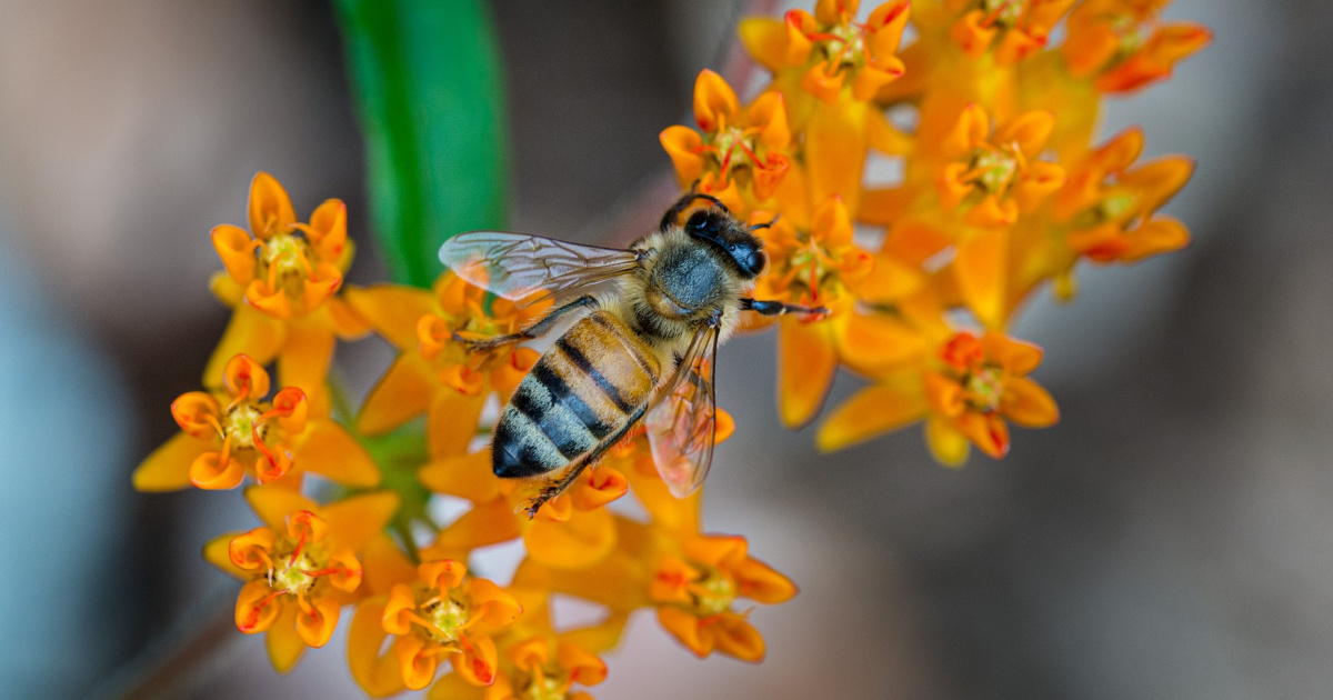 a bee on a butterfly milkweed flower