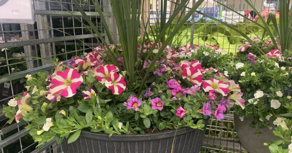 Costco Combination Planter