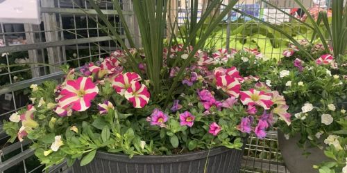 Costco Has New Flowers & Veggies Ready for Planting | Annuals, Perennials, & More