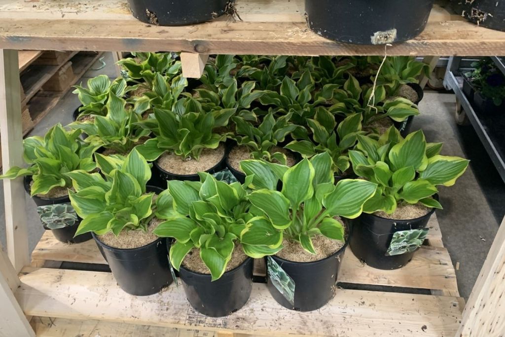 Costco Hosta Varieties