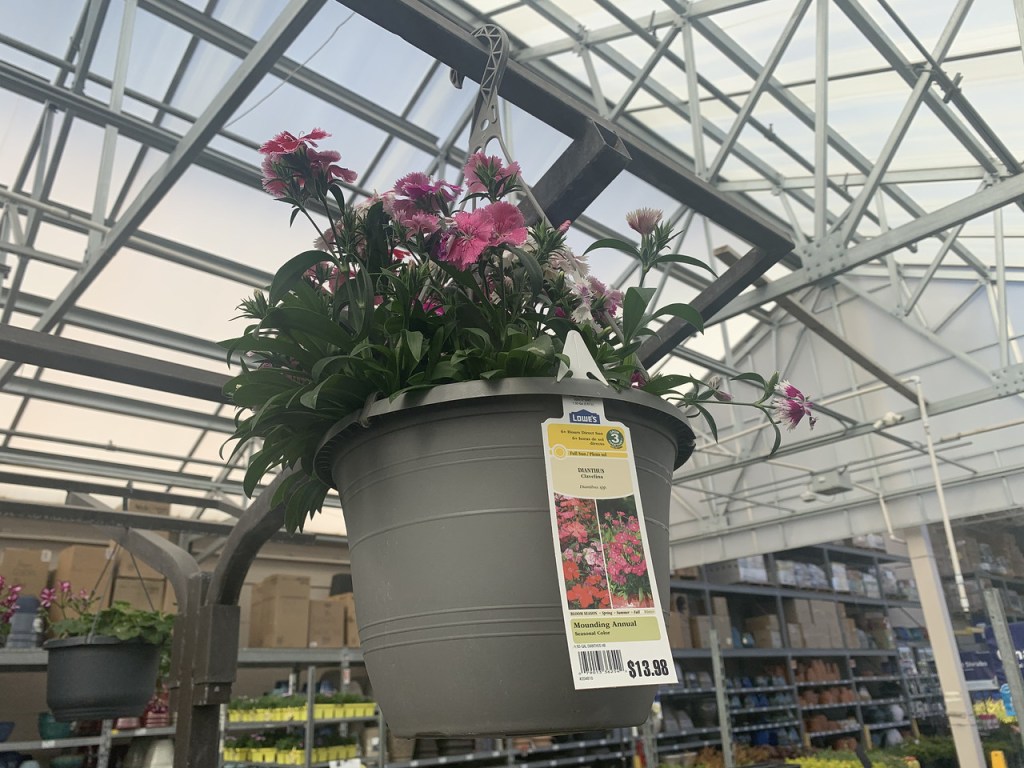 Hanging Annual Plants