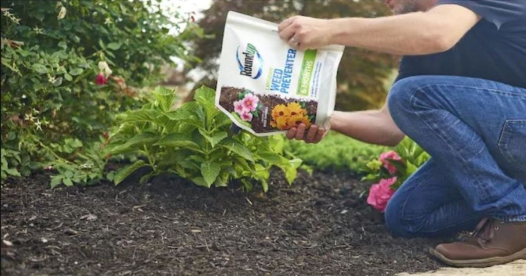 Man using Roundup Weed Preventer on lawn