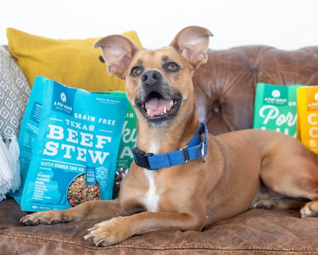 dog sitting on couch with bags of colorful dog food