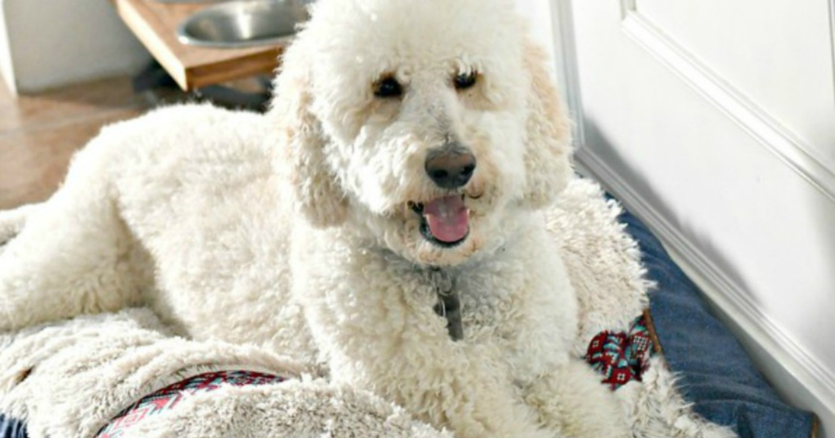 white fluffy dog laying on a dog bed