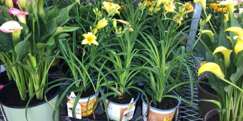 Home Depot Spring Black Friday Sale | $3 Vegetables, $5 Flowers, + So Much More!