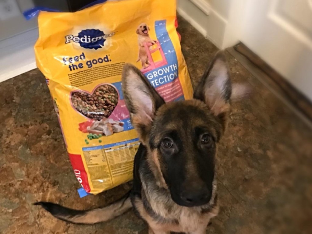 dog sitting in front of bag of dog food