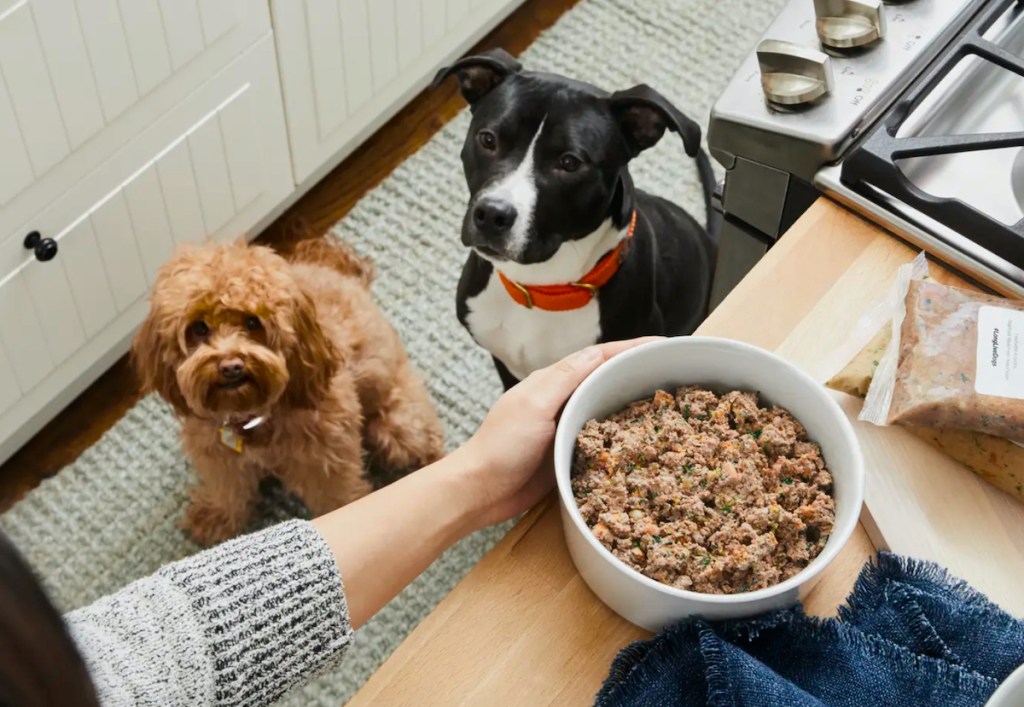 two dogs staring up at bowl of food on kitchen counter